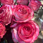Binghong Siro Rose